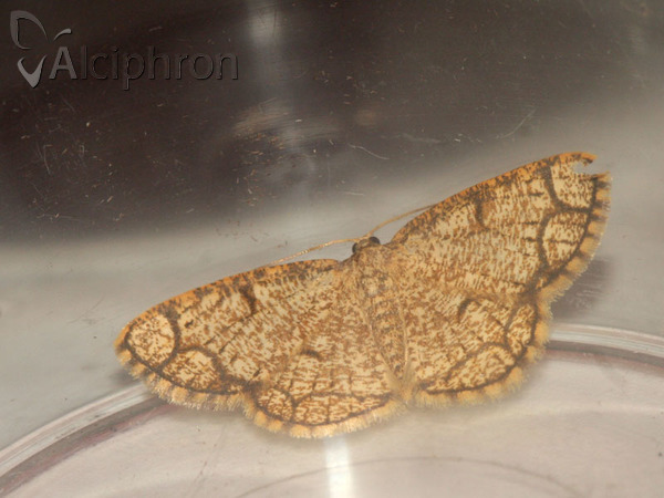 Stegania cararia