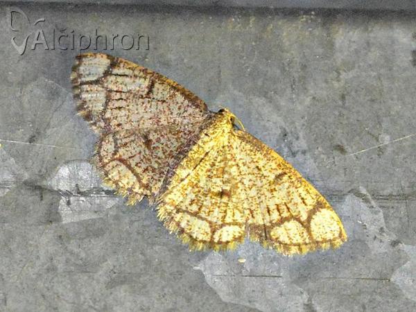 Stegania cararia