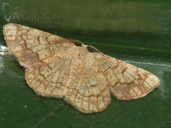 Stegania dilectaria