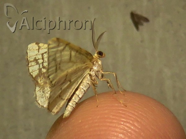 Stegania dilectaria