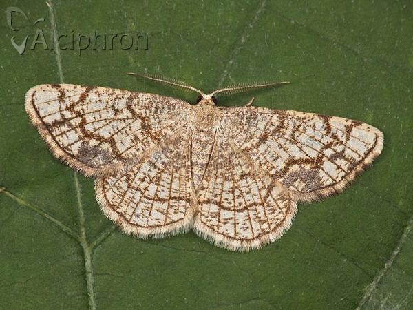 Stegania dilectaria