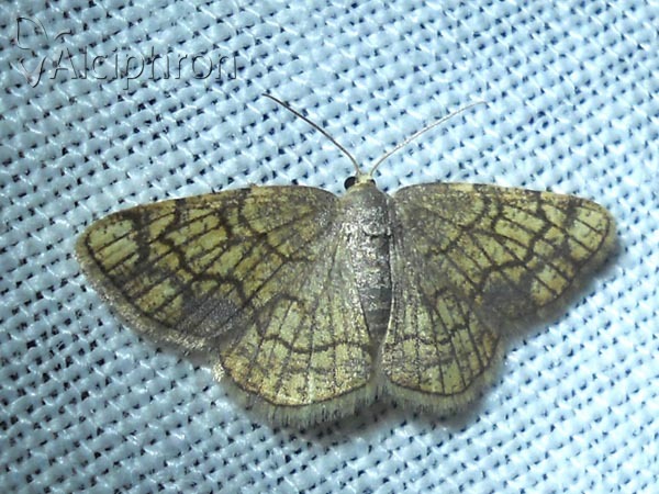 Stegania dilectaria