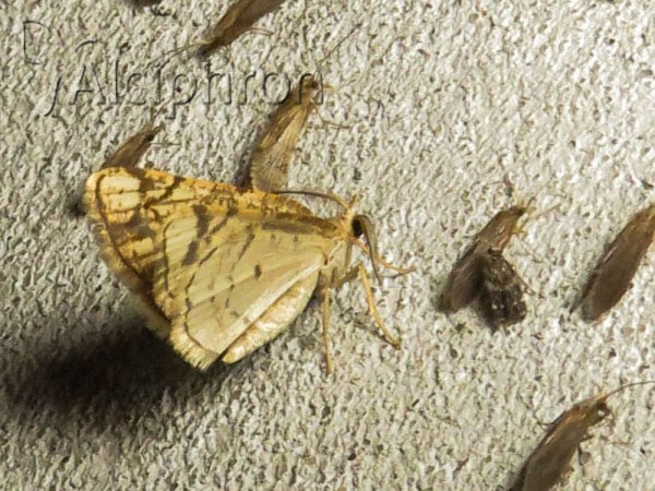 Stegania dilectaria