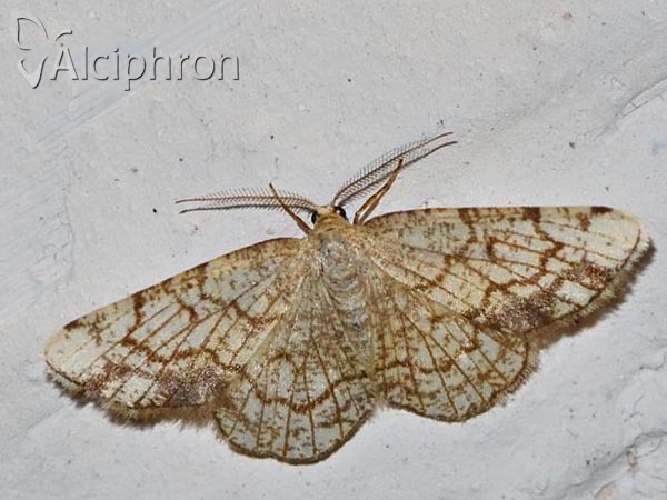 Stegania dilectaria