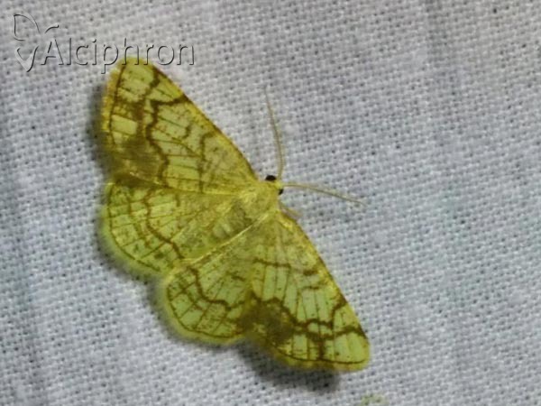 Stegania dilectaria