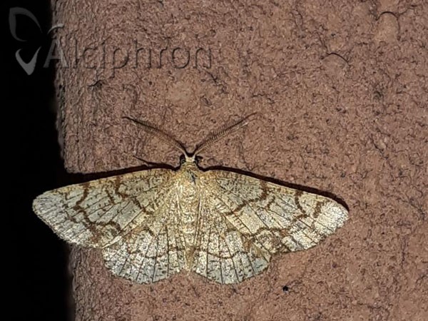 Stegania dilectaria