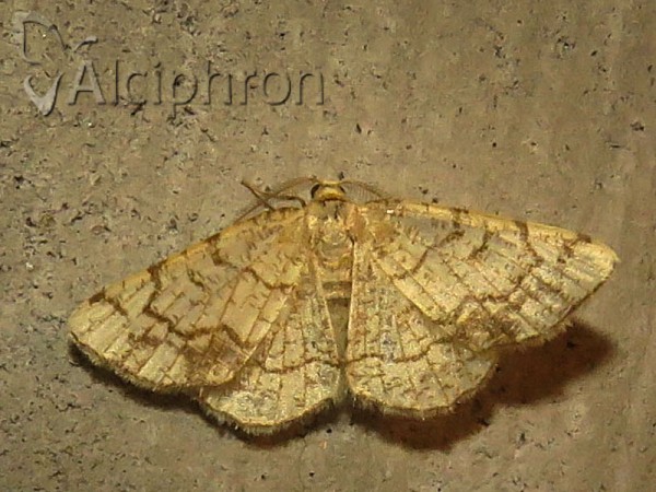 Stegania dilectaria