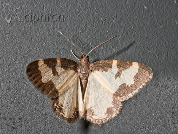 Lomaspilis marginata