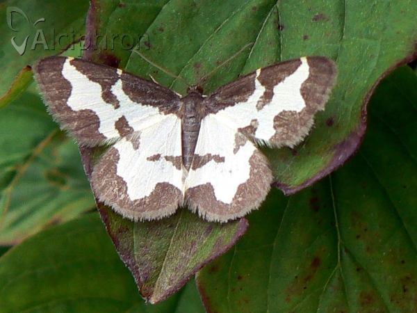 Lomaspilis marginata