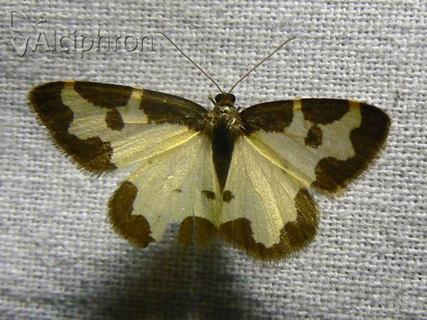 Lomaspilis marginata