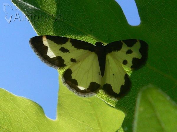 Lomaspilis marginata