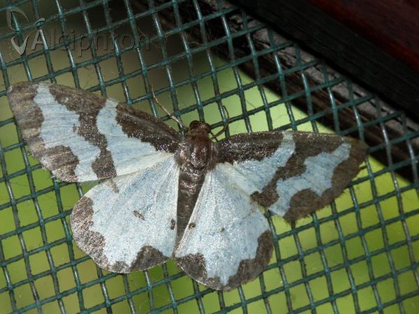 Lomaspilis marginata