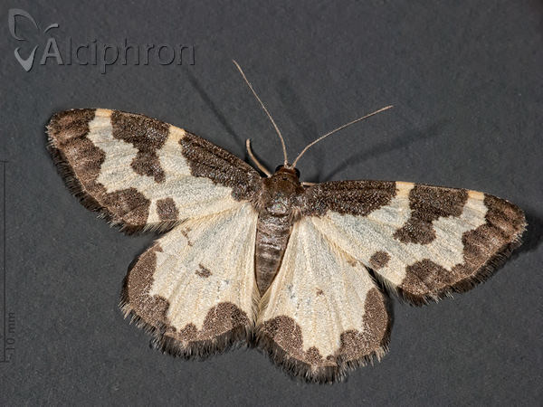 Lomaspilis marginata