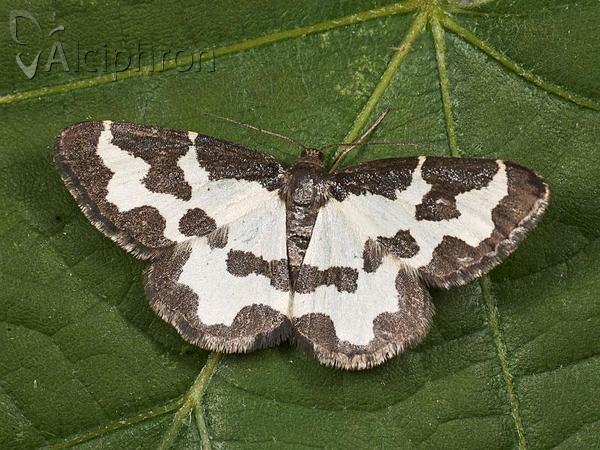 Lomaspilis marginata
