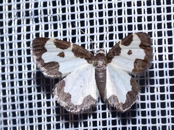 Lomaspilis marginata