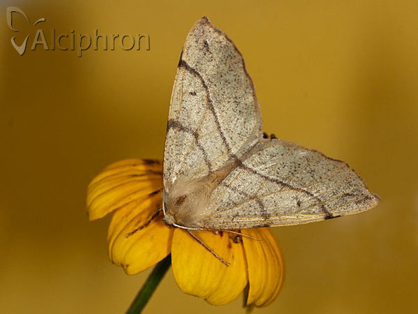 Colotois pennaria
