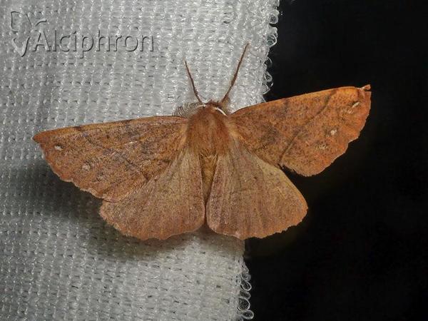 Colotois pennaria