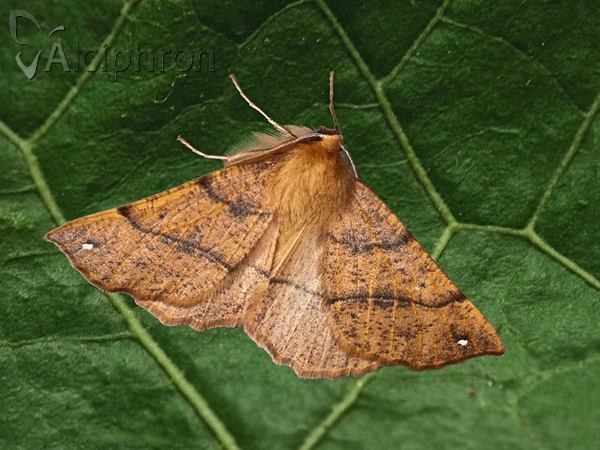 Colotois pennaria