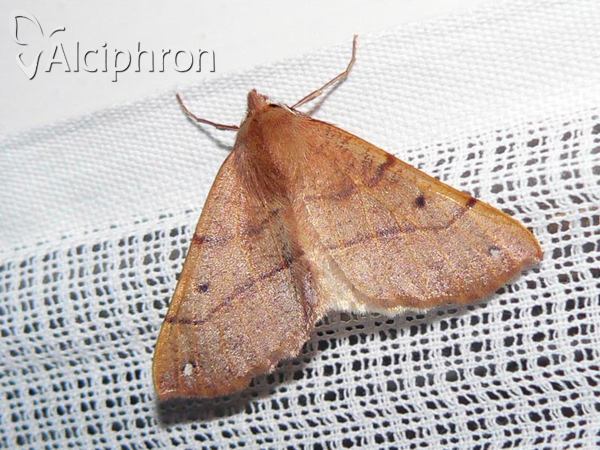 Colotois pennaria