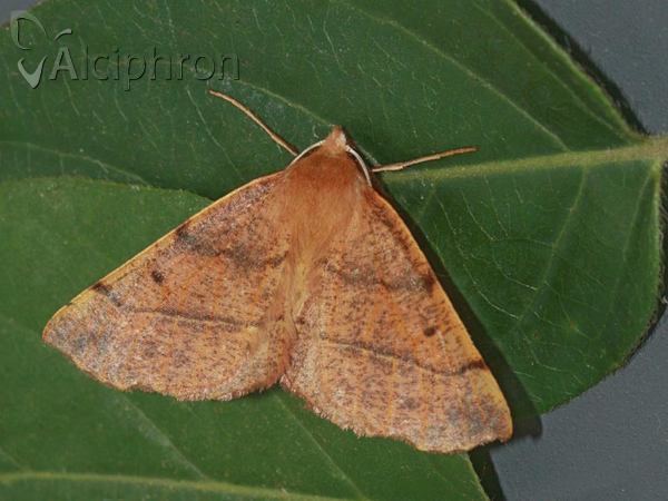Colotois pennaria