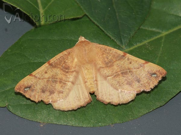 Colotois pennaria