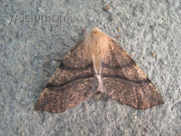 Colotois pennaria