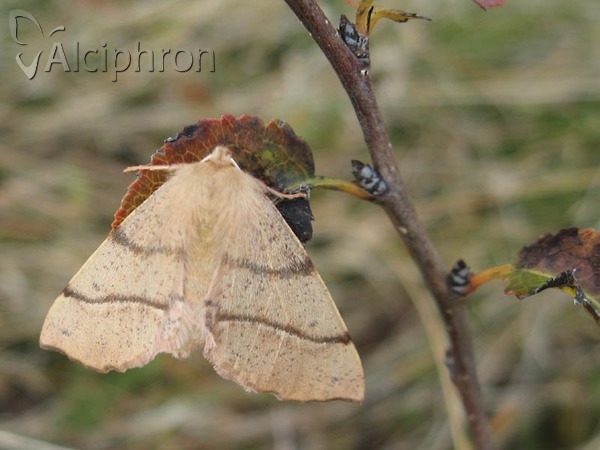 Colotois pennaria