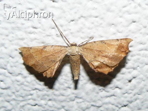 Artiora evonymaria
