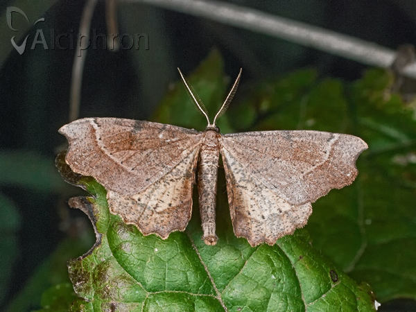 Artiora evonymaria