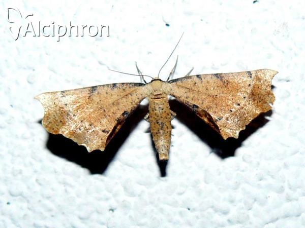 Artiora evonymaria