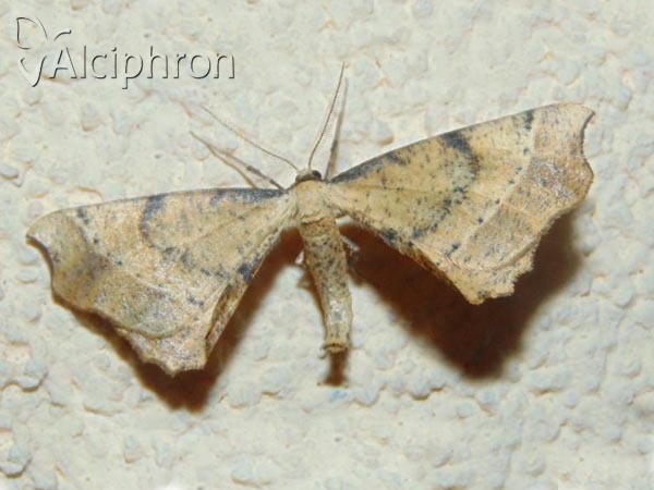 Artiora evonymaria