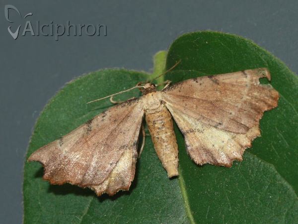 Artiora evonymaria