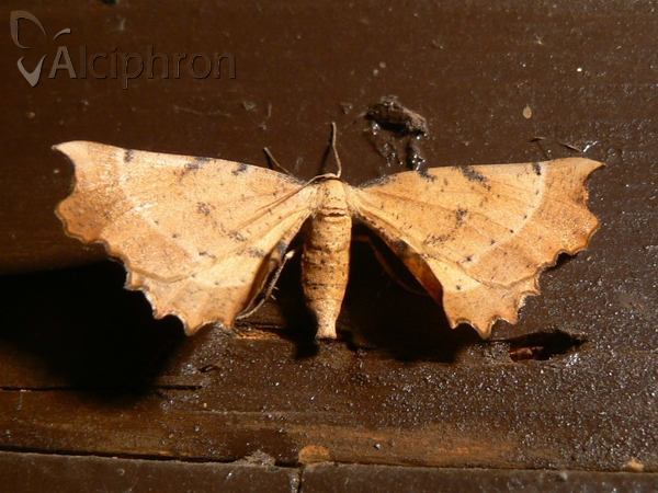 Artiora evonymaria