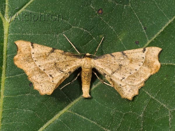 Artiora evonymaria