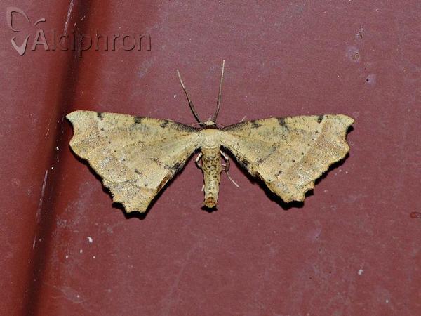 Artiora evonymaria