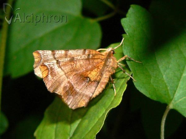 Selenia dentaria