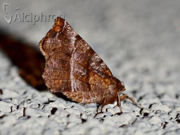Selenia dentaria