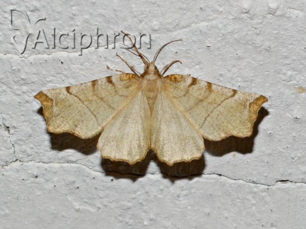 Selenia dentaria