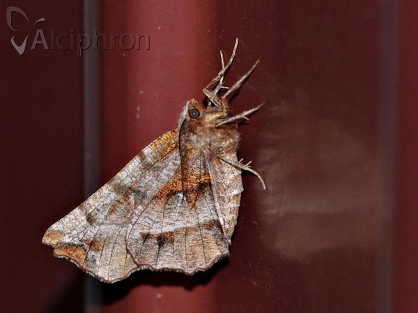 Selenia dentaria