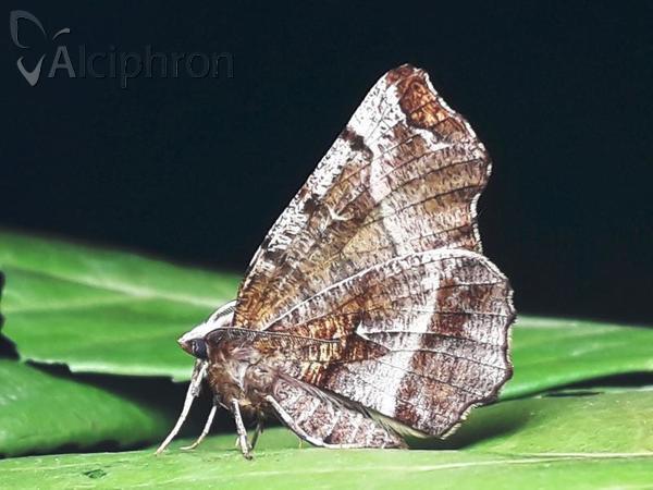 Selenia dentaria