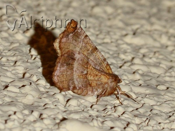 Selenia dentaria