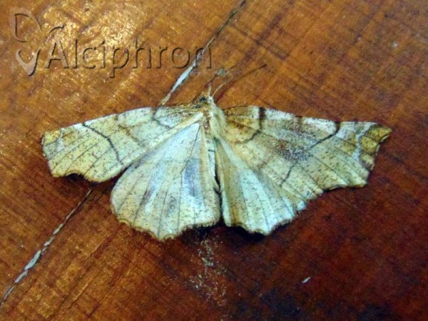 Selenia dentaria