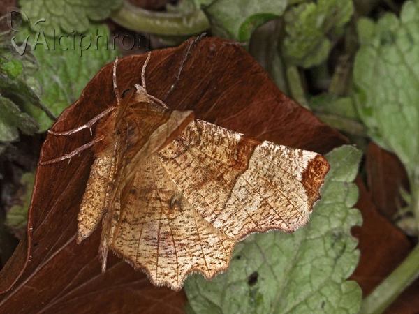 Selenia lunularia