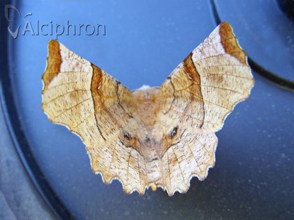 Selenia lunularia