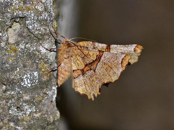 Selenia lunularia