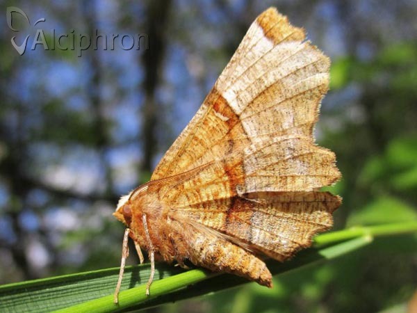 Selenia lunularia