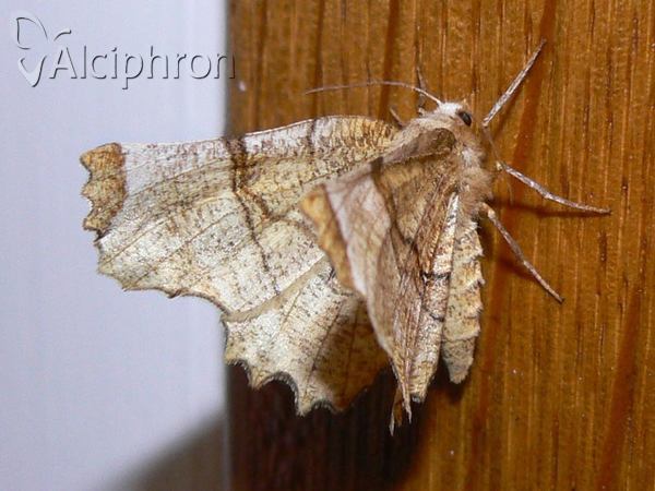 Selenia lunularia
