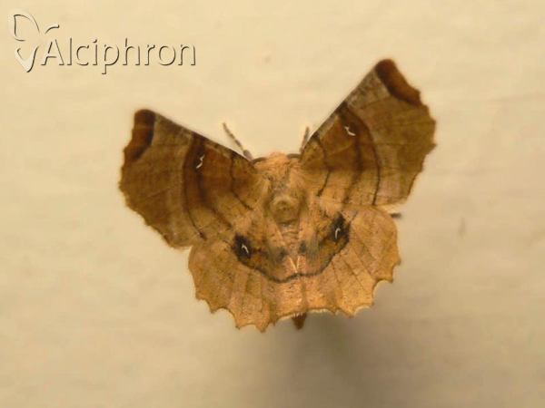 Selenia lunularia
