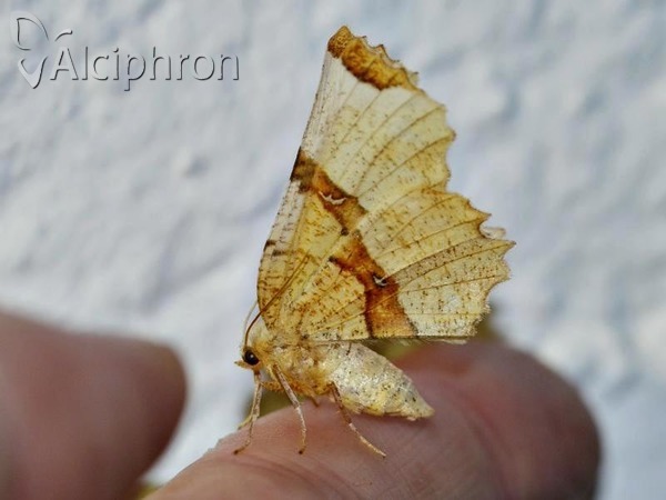 Selenia lunularia