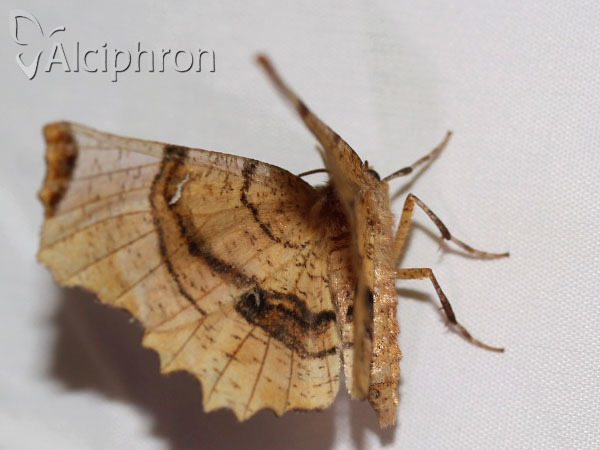 Selenia lunularia